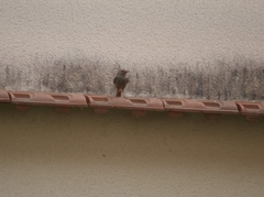 Phoenicurus ochruros