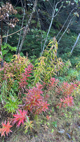 fireweed