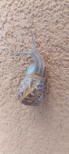 Garden Snail