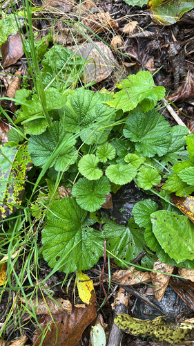 Large-leaved Avens
