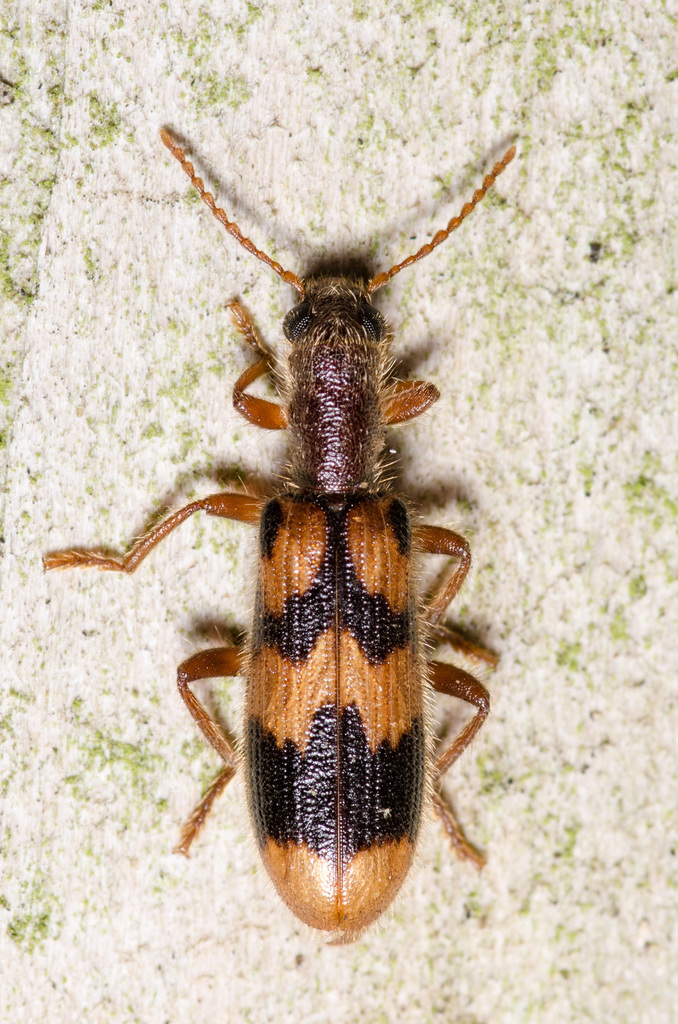 Tillinae