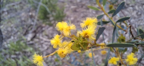 Acacia buxifolia, 2026-09-26