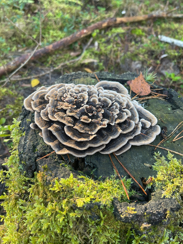 turkey-tail