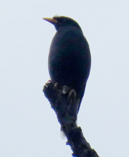 Javan Myna
