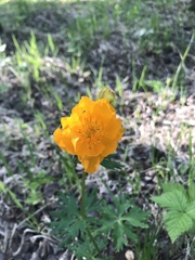 Trollius