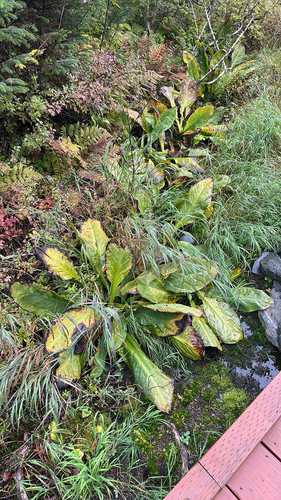 western skunk cabbage