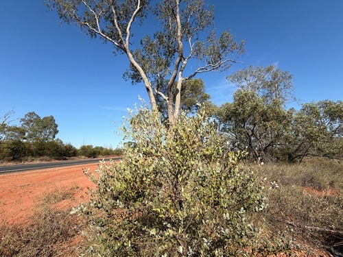 Acacia buxifolia, 2026-09-28