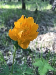 Trollius