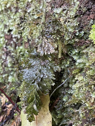 Abrodictyum elongatum observed 2026-09-29