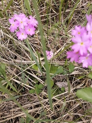 Primula cortusoides