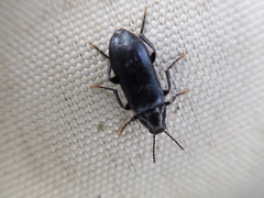 Melandrya caraboides