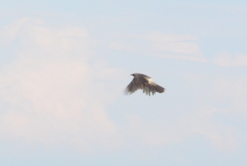 iNaturalist image