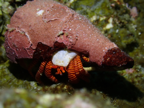 Ciliopagurus strigatus observed 2026-08-23