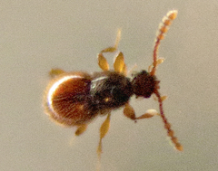 Scydmaeninae