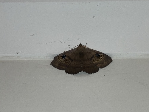 Southern Moon Moth