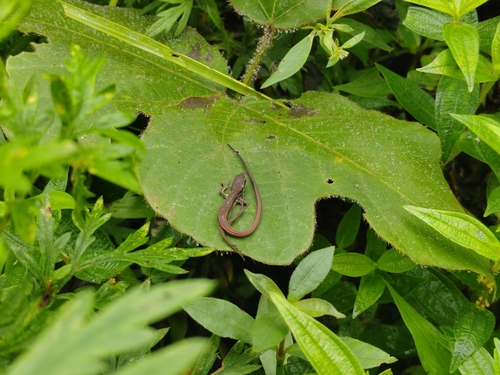 Takydromus intermedius