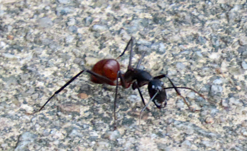 Giant Forest Ant