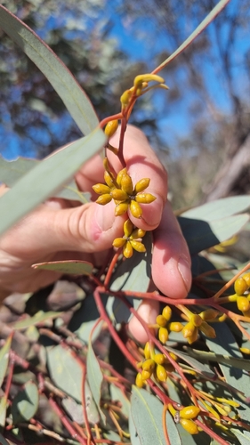 Eucalyptus dumosa observed 2026-09-29