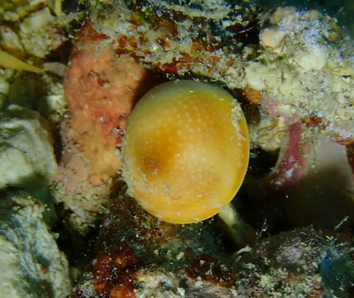 Turbo argyrostomus observed 2026-09-08