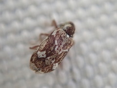 Ptinomorphus imperialis