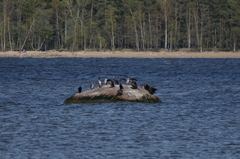 Phalacrocorax carbo