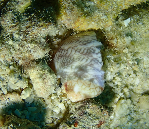 Chrysostoma paradoxum observed 2026-09-08