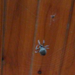 Araneus ventricosus