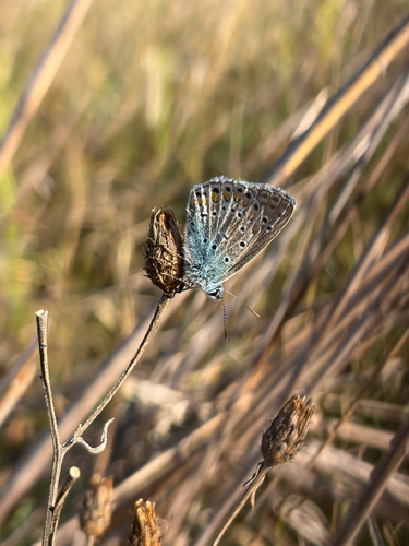 Common Blue