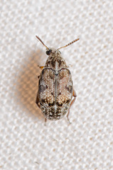 Algarobius bottimeri