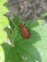 Pyrochroa serraticornis