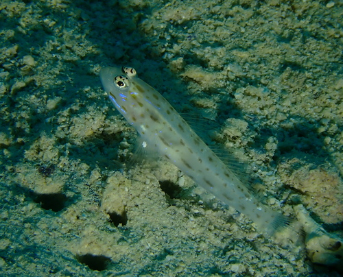 Ctenogobiops mitodes observed 2026-09-08