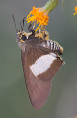 Coeliades forestan forestan