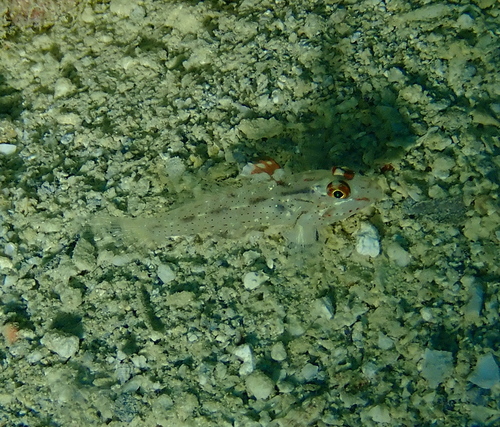 Fusigobius signipinnis observed 2026-09-08