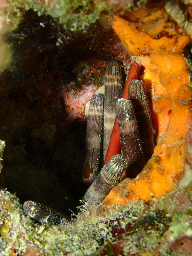 Phyllacanthus imperialis observed 2026-09-08