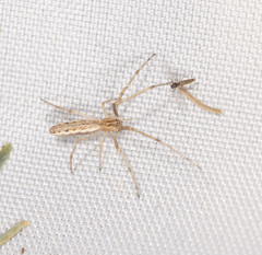 Tetragnatha demissa