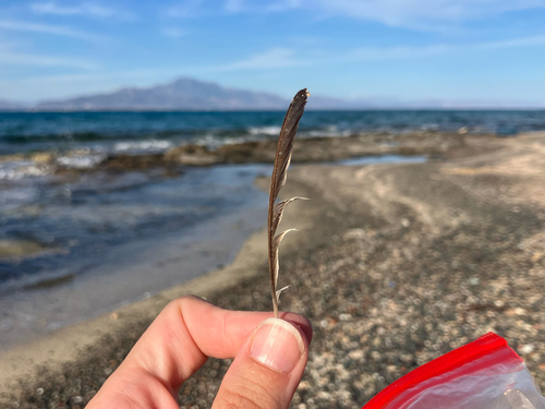 Plume de Gobemouche gris