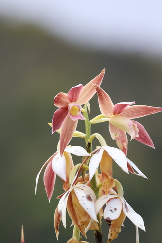 Calanthe tankervilleae observed 2026-09-29