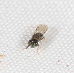 Perilampidae
