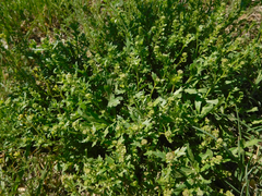 Lepidium oblongum