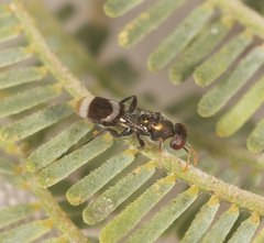 Ormyromorpha