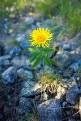 Inula