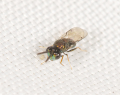 Perilampidae