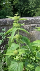 Phlomideae