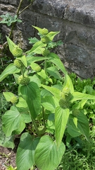 Phlomideae
