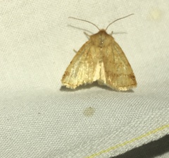 Protodeltote albidula