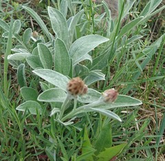 Psephellus sibiricus