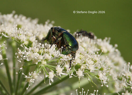 European Rose Chafer
