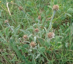 Psephellus sibiricus