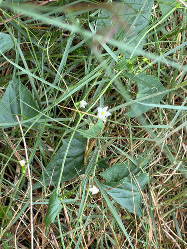 Zehneria cunninghamii observed 2026-09-29