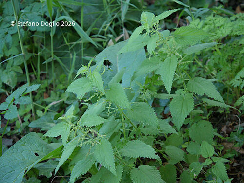 great stinging nettle